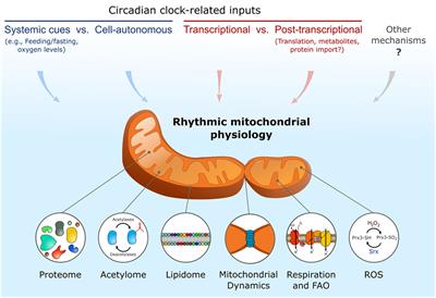 The Circadian Nature of Mitochondrial Biology